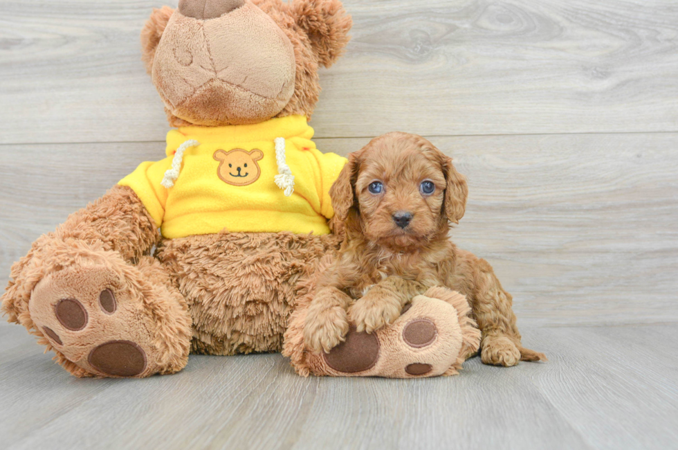 7 week old Cavapoo Puppy For Sale - Lone Star Pups
