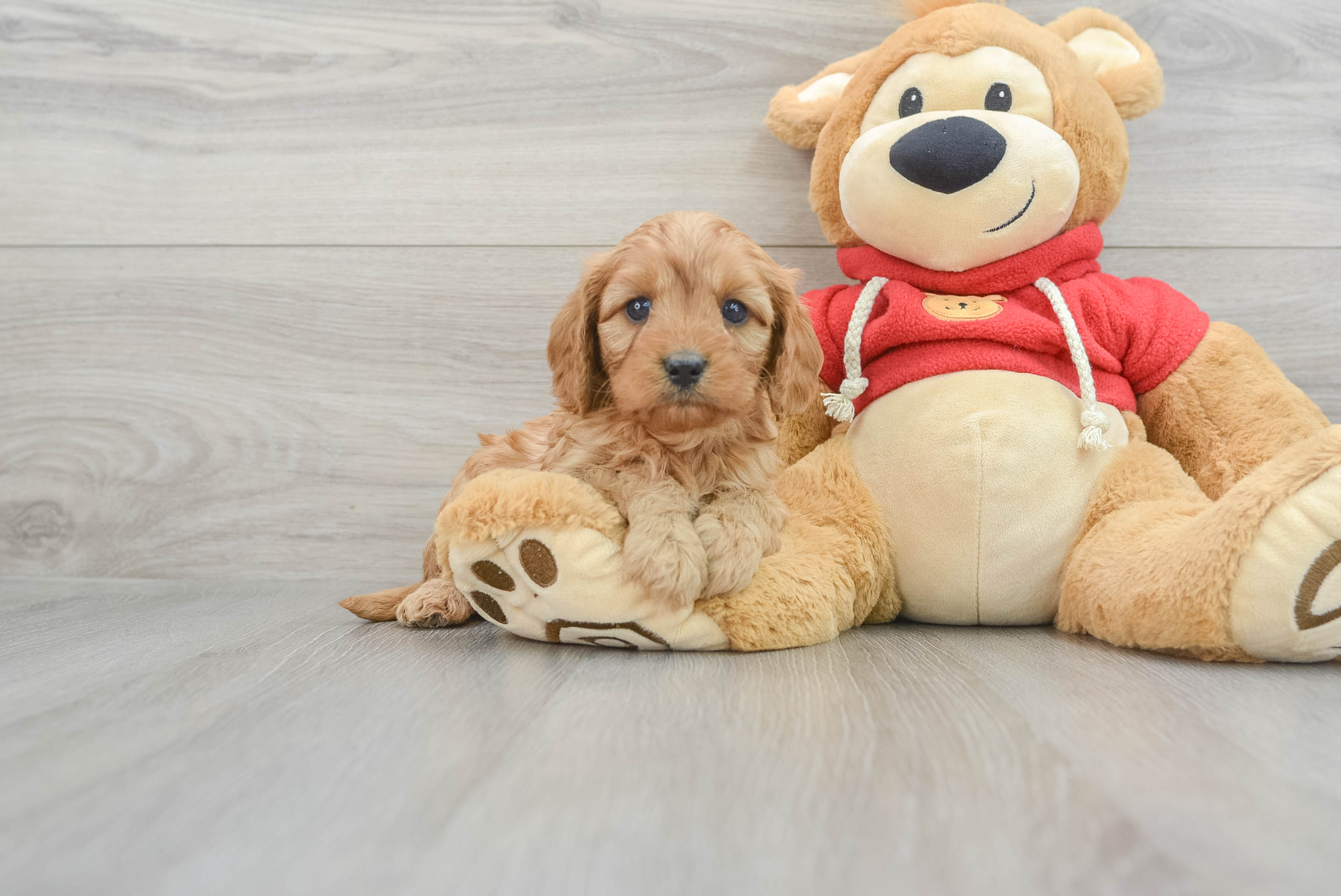 Popular Cavapoo Poodle Mix Pup