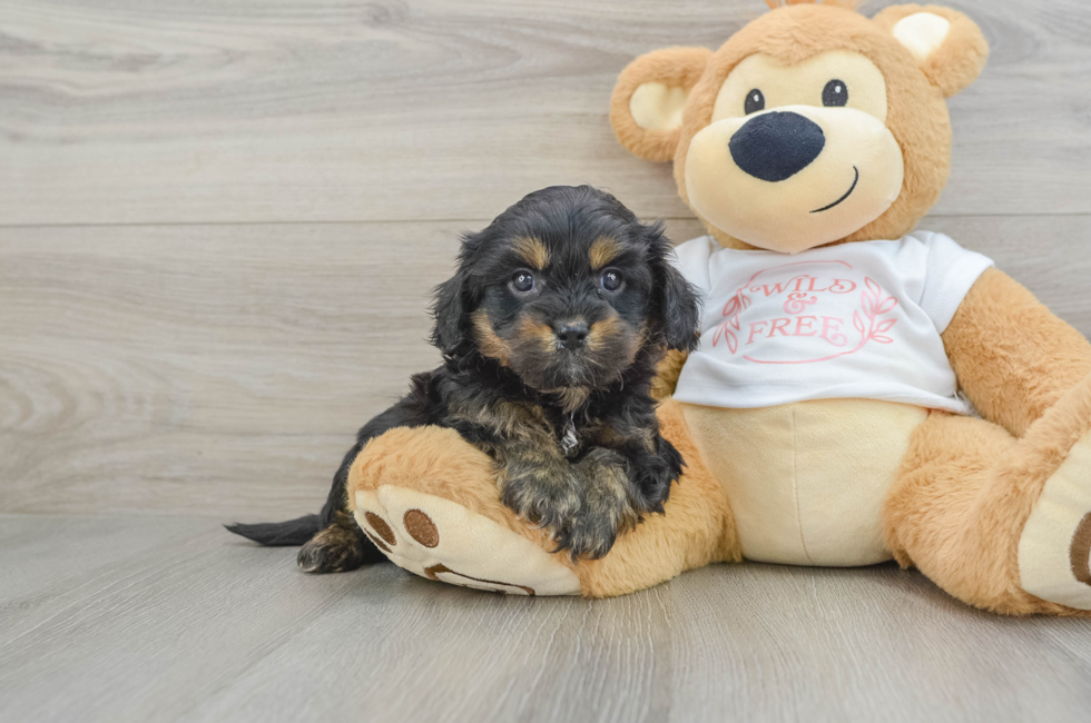 6 week old Cavapoo Puppy For Sale - Lone Star Pups