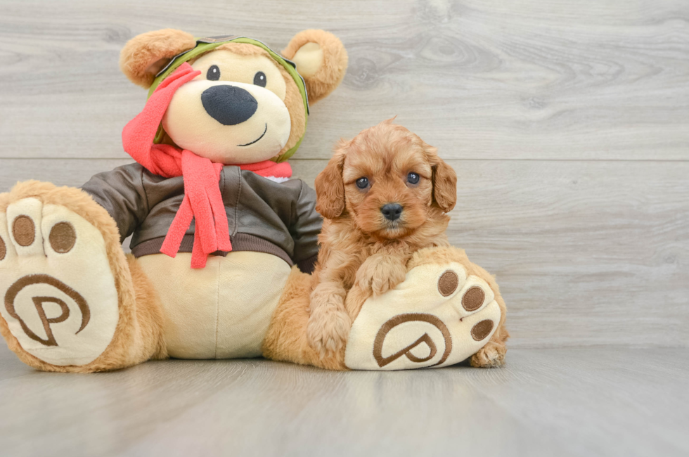 7 week old Cavapoo Puppy For Sale - Lone Star Pups