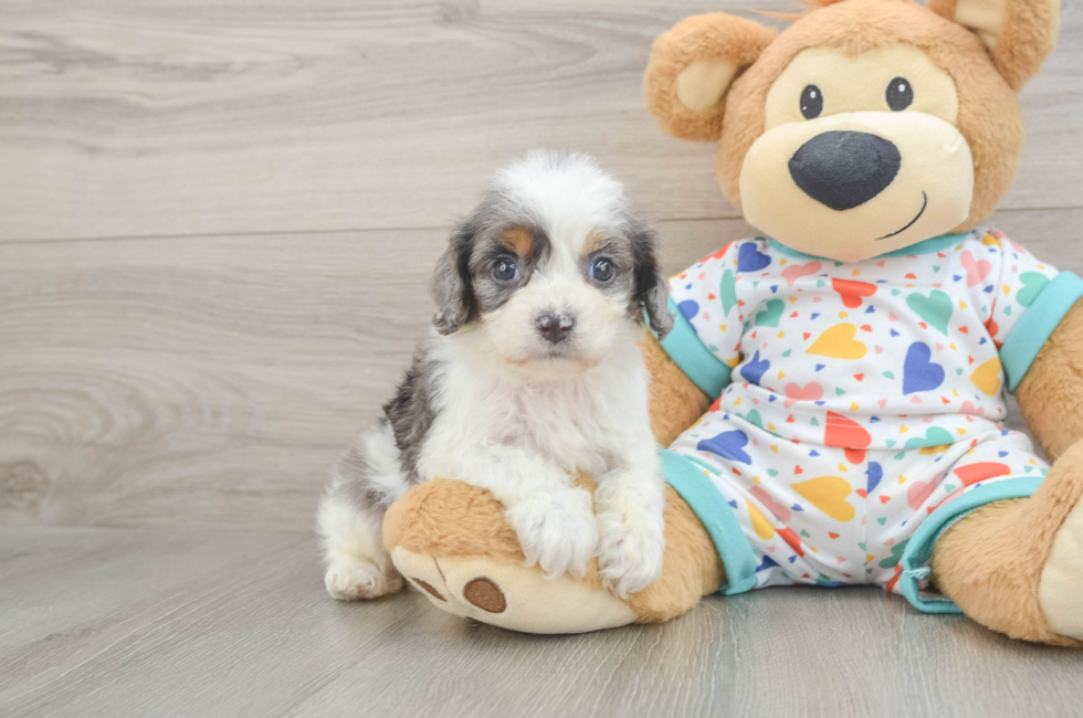 6 week old Cavapoo Puppy For Sale - Lone Star Pups
