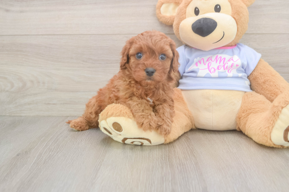 5 week old Cavapoo Puppy For Sale - Lone Star Pups