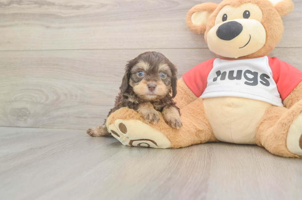 5 week old Cavapoo Puppy For Sale - Lone Star Pups