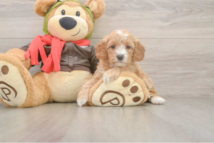 Popular Cavapoo Poodle Mix Pup