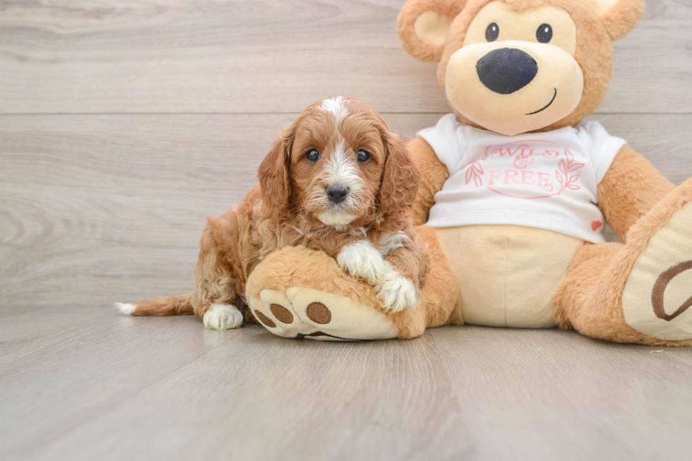 Happy Cavapoo Baby