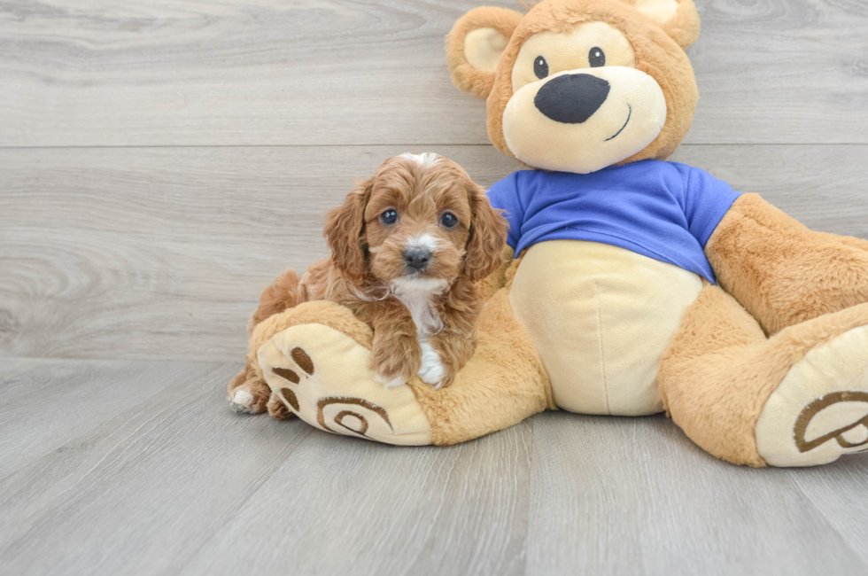7 week old Cavapoo Puppy For Sale - Lone Star Pups