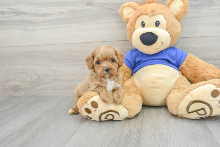 Energetic Cavoodle Poodle Mix Puppy