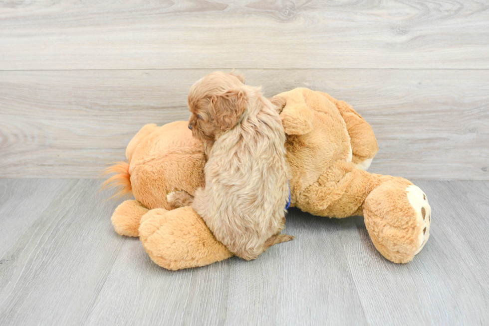 Energetic Cavoodle Poodle Mix Puppy