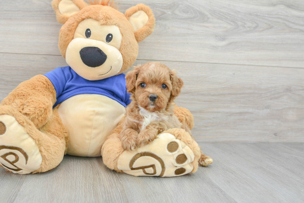 Happy Cavapoo Baby