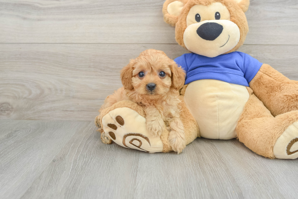 Cavapoo Pup Being Cute