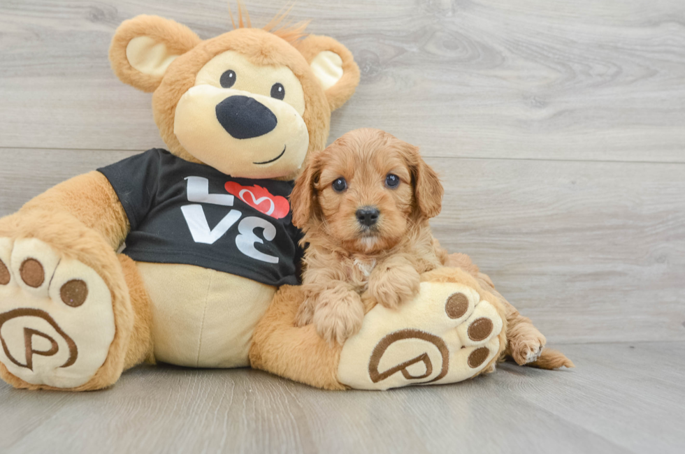 5 week old Cavapoo Puppy For Sale - Lone Star Pups