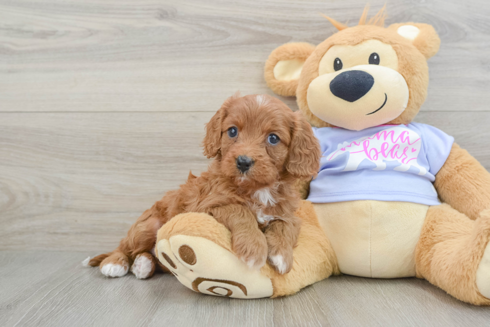 Friendly Cavapoo Baby