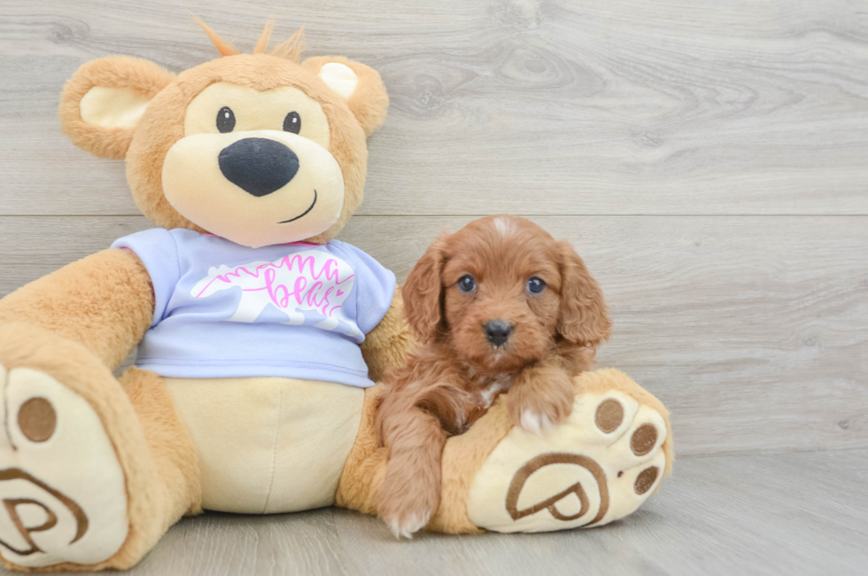 6 week old Cavapoo Puppy For Sale - Lone Star Pups