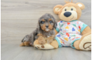 Cavapoo Pup Being Cute