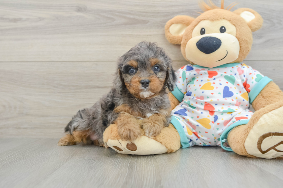 Cavapoo Pup Being Cute