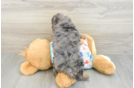 Cavapoo Puppy for Adoption