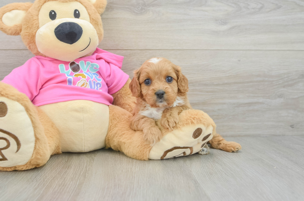 7 week old Cavapoo Puppy For Sale - Lone Star Pups
