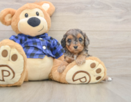 9 week old Cavapoo Puppy For Sale - Lone Star Pups