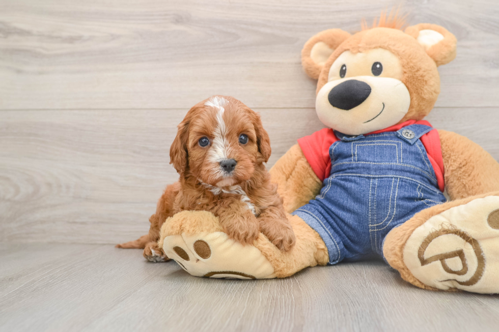 Cute Cavapoo Baby