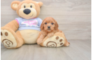 Best Cavapoo Baby