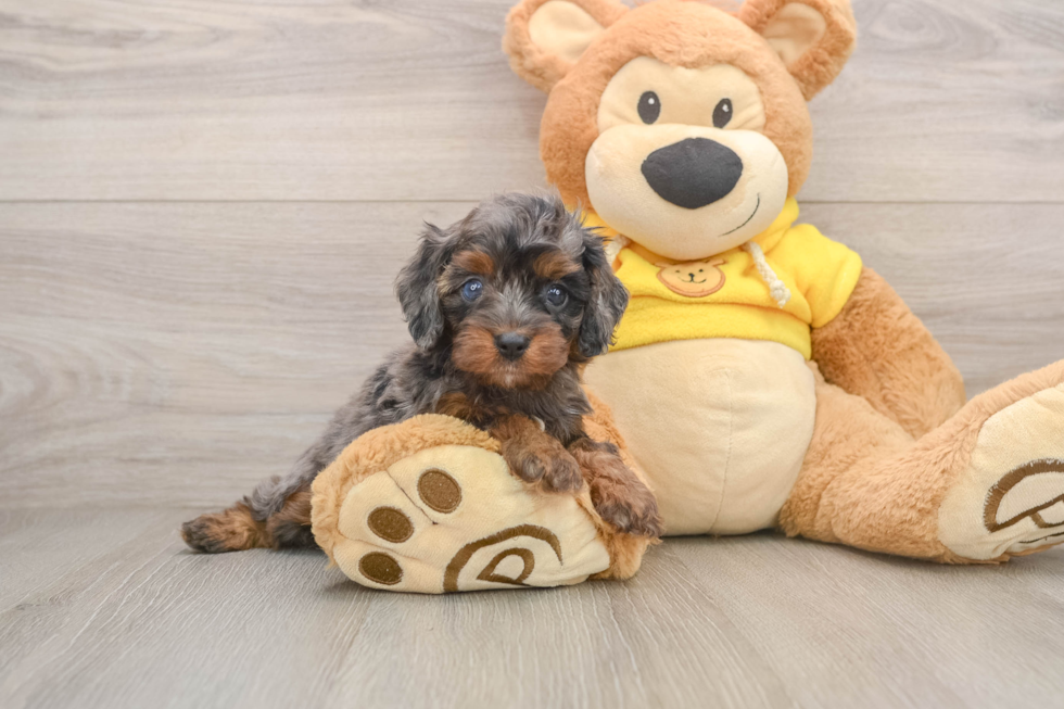 Funny Cavapoo Poodle Mix Pup