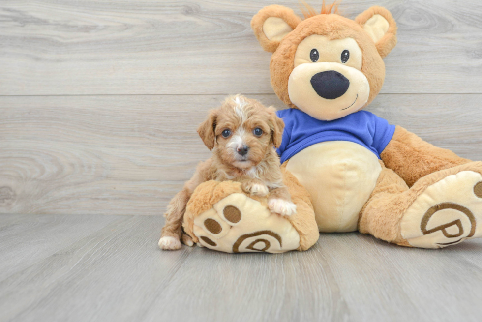 Little Cavoodle Poodle Mix Puppy