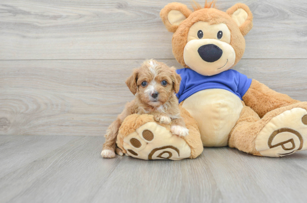 8 week old Cavapoo Puppy For Sale - Lone Star Pups