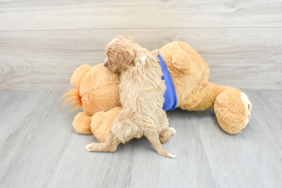 Fluffy Cavapoo Poodle Mix Pup