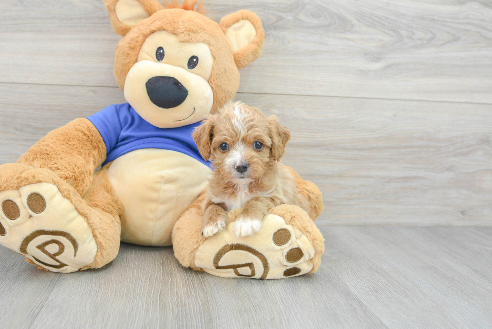 Cavapoo Pup Being Cute