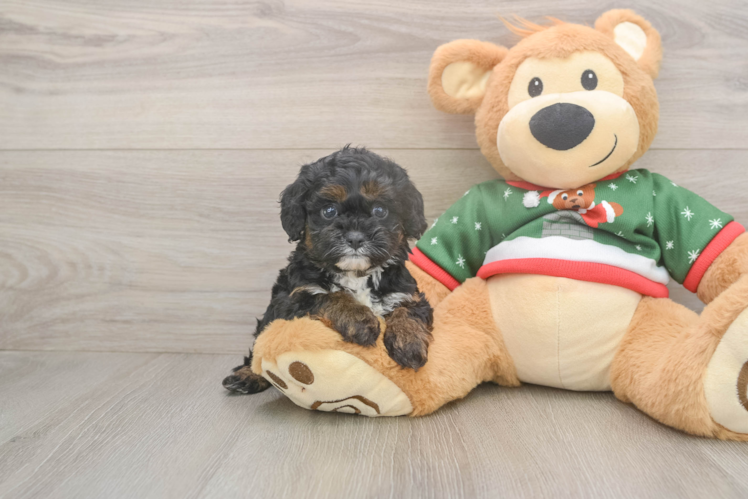 Cavapoo Puppy for Adoption