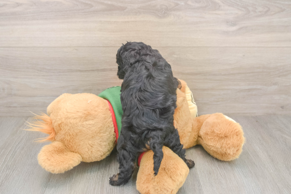 Cavapoo Puppy for Adoption