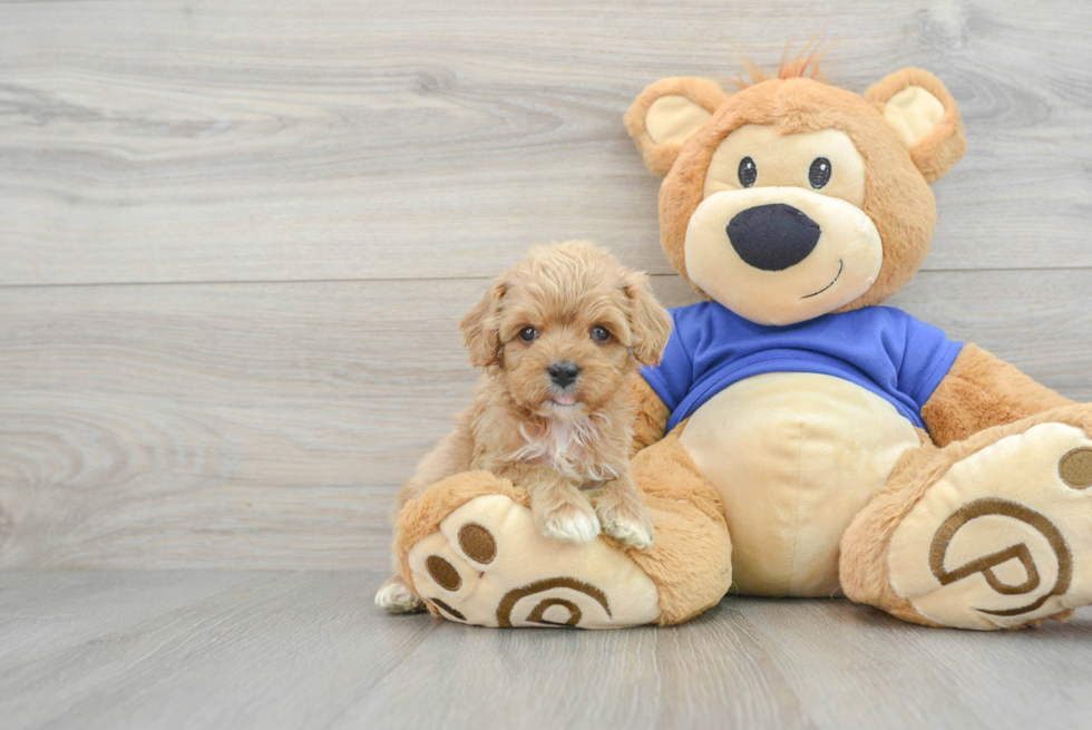 Best Cavapoo Baby