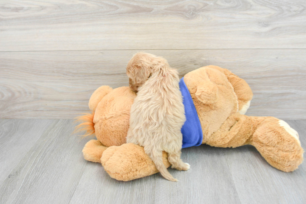 Cavapoo Puppy for Adoption