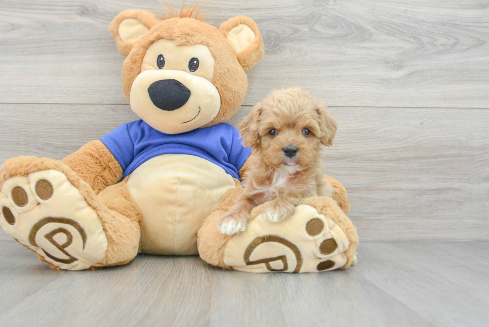 Small Cavapoo Baby