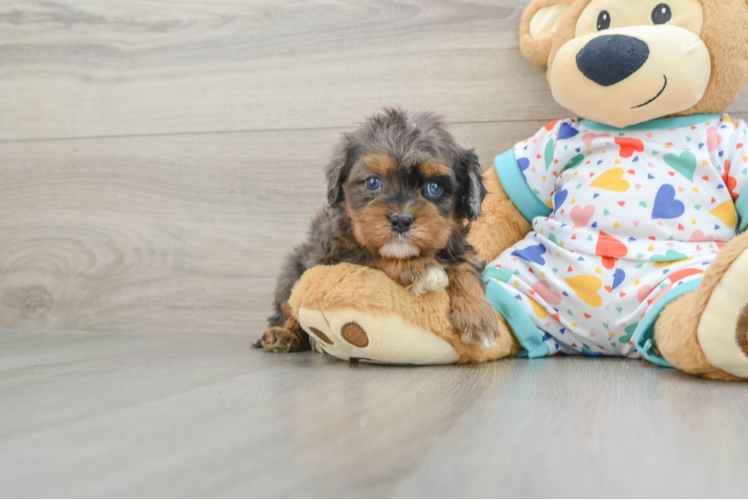 Popular Cavapoo Poodle Mix Pup