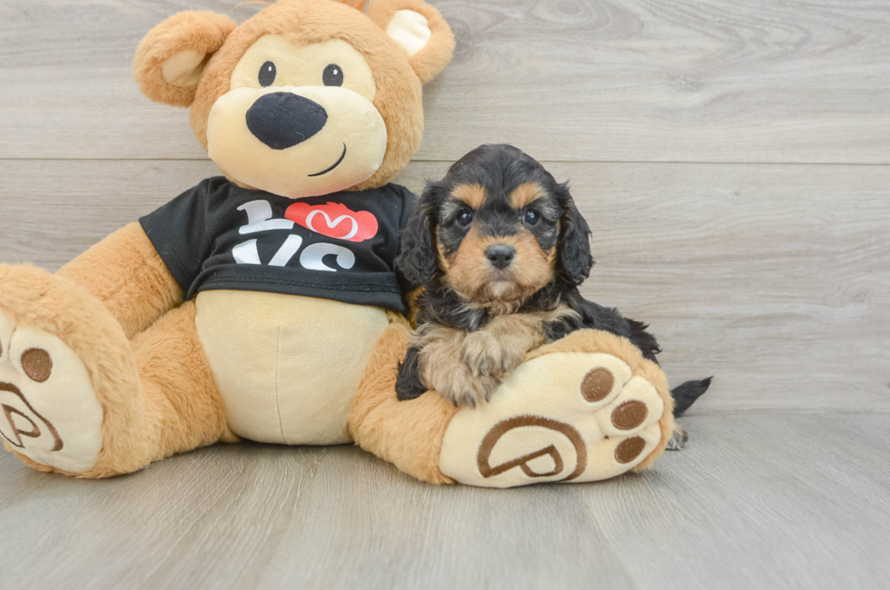 9 week old Cavapoo Puppy For Sale - Lone Star Pups