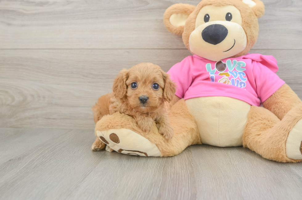 7 week old Cavapoo Puppy For Sale - Lone Star Pups
