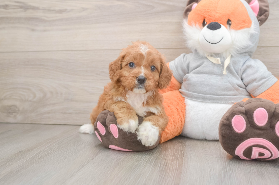 5 week old Cavapoo Puppy For Sale - Lone Star Pups