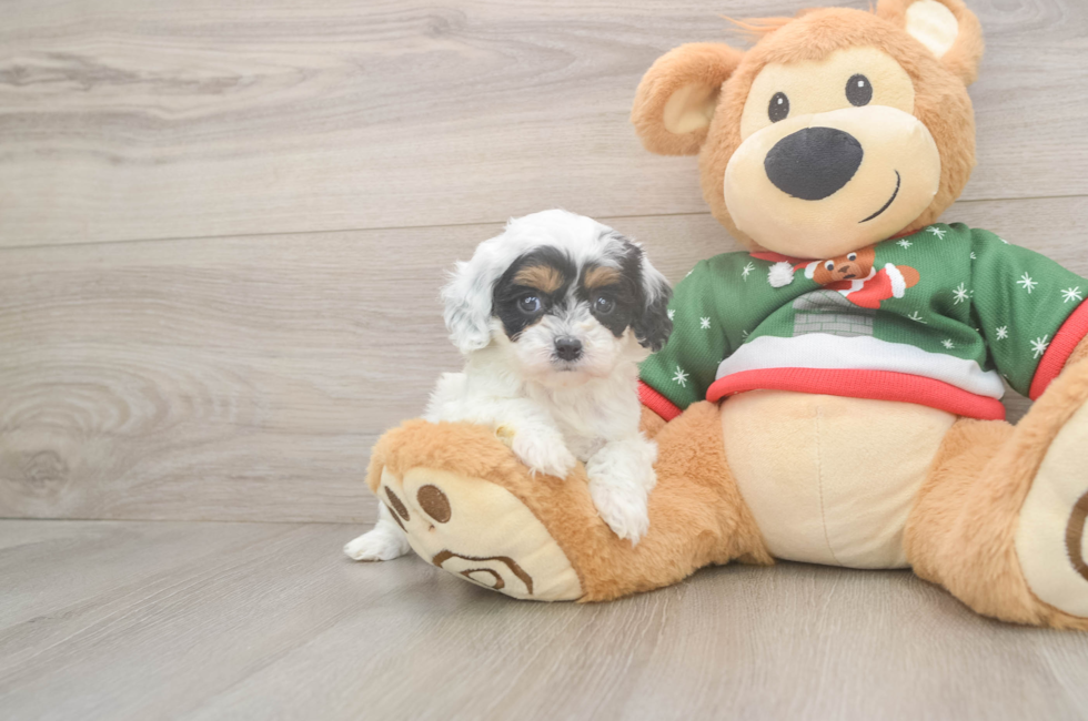 5 week old Cavapoo Puppy For Sale - Lone Star Pups