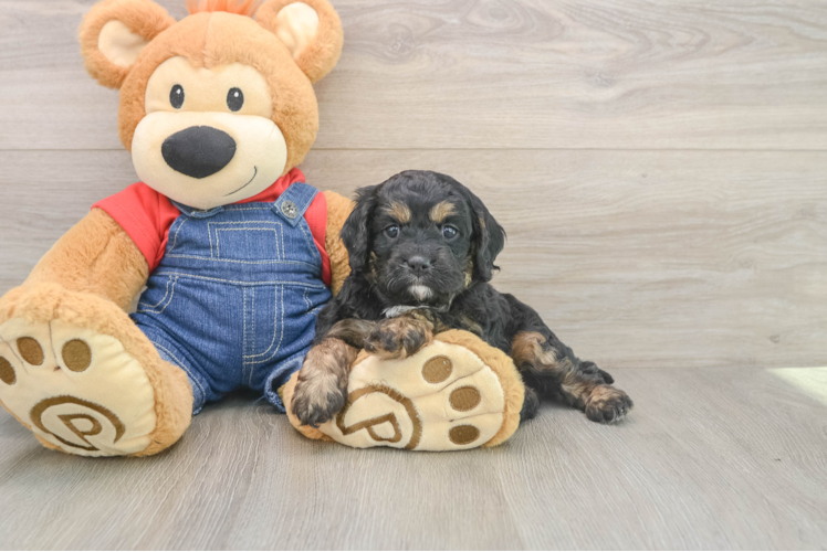 Playful Cavapoodle Poodle Mix Puppy