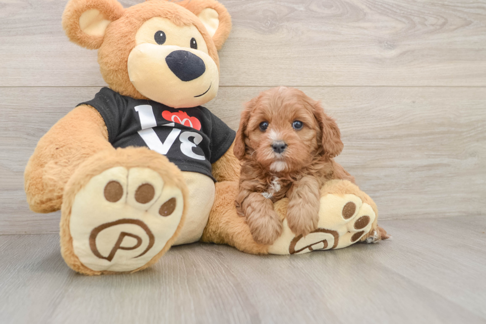 Cavapoo Pup Being Cute