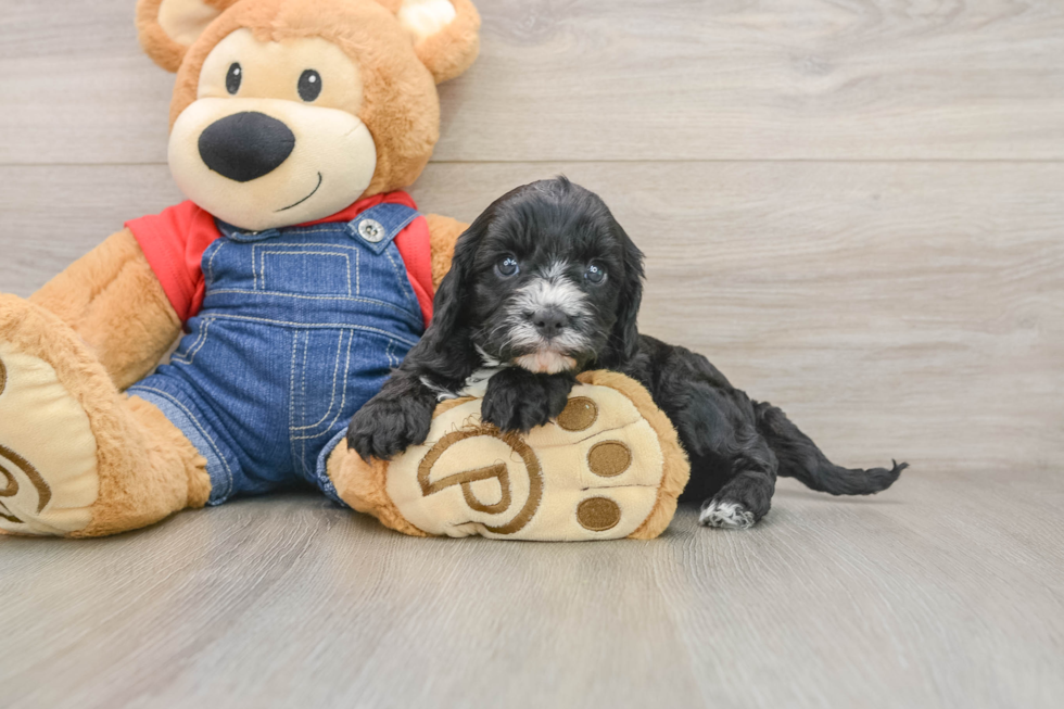 Cavapoo Puppy for Adoption