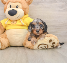 8 week old Cavapoo Puppy For Sale - Lone Star Pups