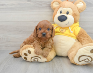 7 week old Cavapoo Puppy For Sale - Lone Star Pups