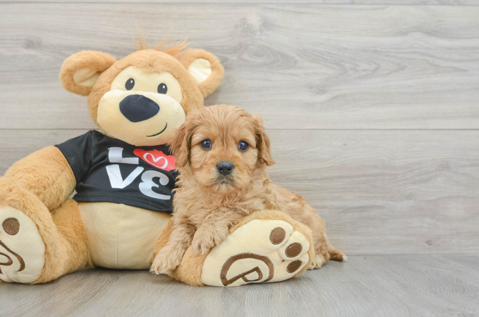 5 week old Cavapoo Puppy For Sale - Lone Star Pups