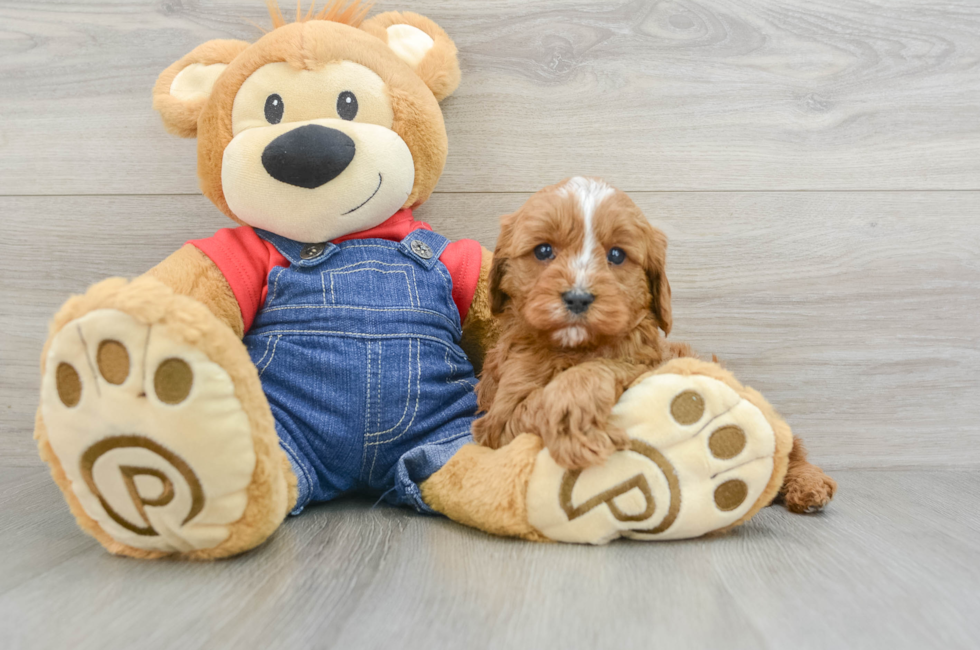 5 week old Cavapoo Puppy For Sale - Lone Star Pups