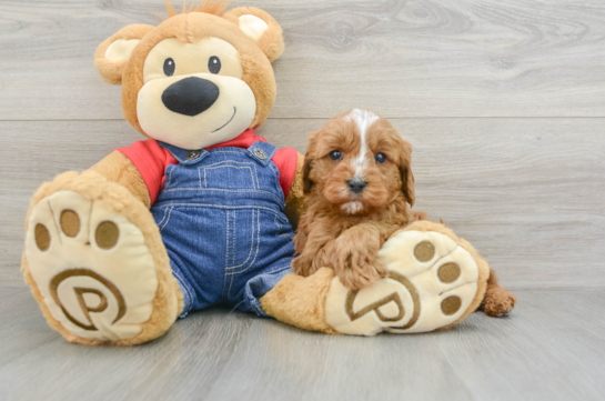 Energetic Cavoodle Poodle Mix Puppy