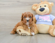 7 week old Cavapoo Puppy For Sale - Lone Star Pups
