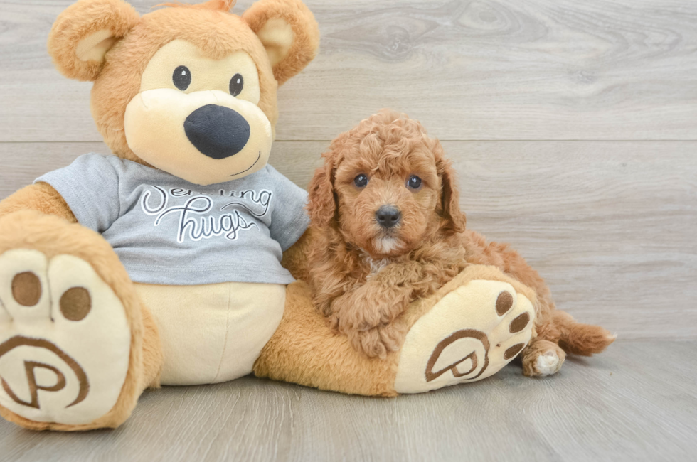 5 week old Cavapoo Puppy For Sale - Lone Star Pups
