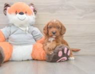 8 week old Cavapoo Puppy For Sale - Lone Star Pups